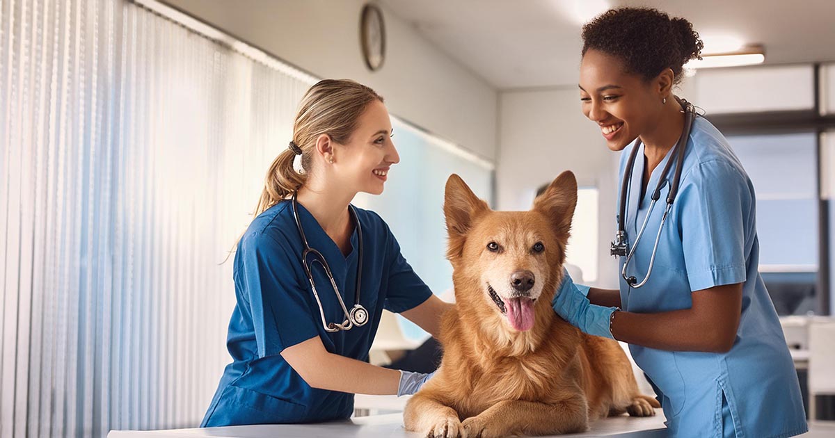 Supervising friends in your veterinary practice